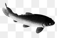 Gray carp fish design element 