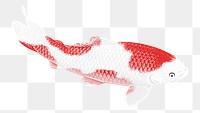 White and red koi fish illustration