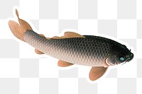 Common carp fish sticker overlay design element 