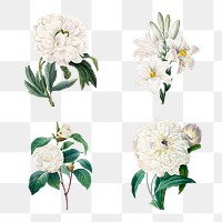 White png flower botanical illustration set, remixed from artworks by Pierre-Joseph Redout&eacute;