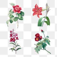 Vintage png red flower botanical art print set, remixed from artworks by Pierre-Joseph Redout&eacute;