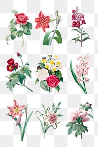 Flower png botanical art print set, remixed from artworks by Pierre-Joseph Redout&eacute;