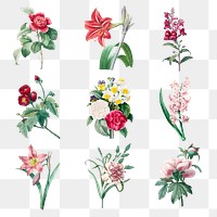 Flower png botanical design element set, remixed from artworks by Pierre-Joseph Redout&eacute;
