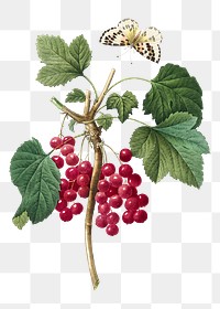 Png Red currant fruit botanical illustration, remixed from artworks by Pierre-Joseph Redouté