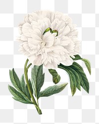 Peony png flower vintage botanical art print, remixed from artworks by Pierre-Joseph Redout&eacute;