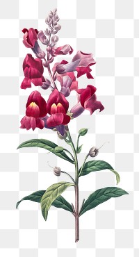 Png vintage Anterinum flower botanical illustration, remixed from artworks by Pierre-Joseph Redout&eacute;