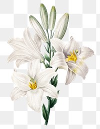 Png Madonna Lily flower botanical art print, remixed from artworks by Pierre-Joseph Redout&eacute;