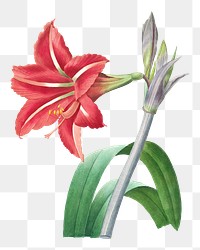 Png Brazilian Amaryllis flower botanical illustration, remixed from artworks by Pierre-Joseph Redout&eacute;