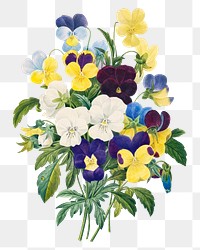 Pansy png flower bouquet botanical illustration, remixed from artworks by Pierre-Joseph Redout&eacute;
