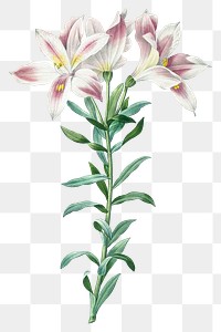 Png botanical Peruvian Lily flower illustration, remixed from artworks by Pierre-Joseph Redout&eacute;