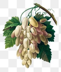 Png White Grape vintage botanical illustration, remixed from artworks by Pierre-Joseph Redouté