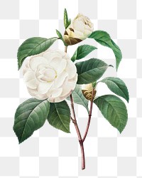 Png White Camellia flower vintage botanical art print, remixed from artworks by Pierre-Joseph Redouté