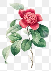 Png Red Anemone Camellia flower botanical illustration, remixed from artworks by Pierre-Joseph Redout&eacute;