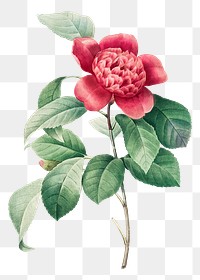 Png Red Anemone Camellia flower botanical illustration, remixed from artworks by Pierre-Joseph Redouté