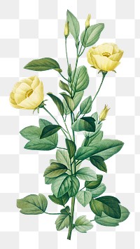 Png reduta Heterophylla flower vintage botanical art print, remixed from artworks by Pierre-Joseph Redout&eacute;