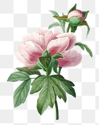 Png vintage Peony flower botanical art print, remixed from artworks by Pierre-Joseph Redout&eacute;
