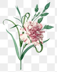 Png botanical Carnation flower illustration, remixed from artworks by Pierre-Joseph Redout&eacute;