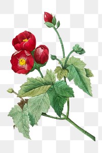 Vintage png Purple Mallow flower botanical illustration, remixed from artworks by Pierre-Joseph Redout&eacute;