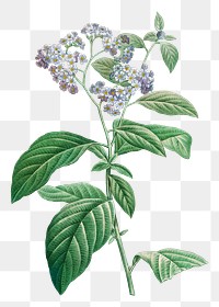 Png Forget me not flower vintage botanical art print, remixed from artworks by Pierre-Joseph Redout&eacute;