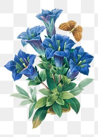 Png Gentiana Acaulis flower botanical art print, remixed from artworks by Pierre-Joseph Redouté