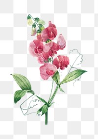 Png Everlasting Pea flower botanical illustration, remixed from artworks by Pierre-Joseph Redouté