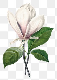 Png botanical Magnolia Soulangeana flower illustration, remixed from artworks by Pierre-Joseph Redout&eacute;