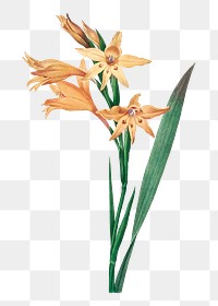 Gladiolus png flower vintage botanical art print, remixed from artworks by Pierre-Joseph Redout&eacute;