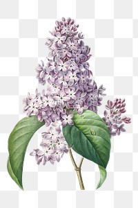 Lilac png flower botanical art print, remixed from artworks by Pierre-Joseph Redout&eacute;