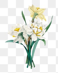 Png Double Daffodil flower botanical illustration, remixed from artworks by Pierre-Joseph Redout&eacute;