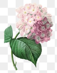 Hydrangea png flower vintage botanical art print, remixed from artworks by Pierre-Joseph Redouté