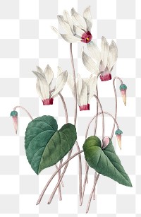 Png Cyclamen flower vintage botanical art print, remixed from artworks by Pierre-Joseph Redout&eacute;