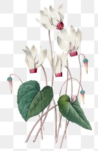 Png Cyclamen flower vintage botanical art print, remixed from artworks by Pierre-Joseph Redouté