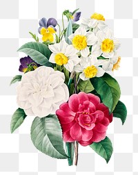 Png Camellia Narcissus Pansy flower bouquet vintage botanical art print, remixed from artworks by Pierre-Joseph Redout&eacute;