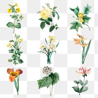 Botanical png flower illustration set, remixed from artworks by Pierre-Joseph Redout&eacute;