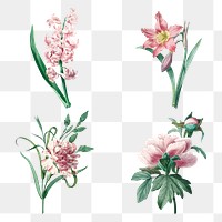 Botanical png pink flower art print set, remixed from artworks by Pierre-Joseph Redouté