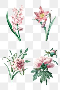 Pink png flower botanical art print set, remixed from artworks by Pierre-Joseph Redouté