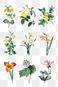 Flower png botanical art print set, remixed from artworks by Pierre-Joseph Redout&eacute;