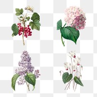 Png flower and red currant vintage botanical illustration set, remixed from artworks by Pierre-Joseph Redout&eacute;