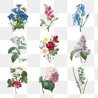 Flower png botanical illustration set, remixed from artworks by Pierre-Joseph Redouté