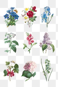 Flower png vintage botanical illustration set, remixed from artworks by Pierre-Joseph Redouté