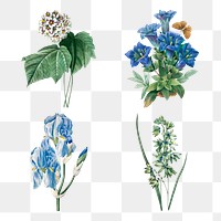 Blue png flower vintage botanical illustration set, remixed from artworks by Pierre-Joseph Redout&eacute;