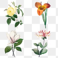 Vintage png flower botanical illustration set remixed from artworks by Pierre-Joseph Redout&eacute;