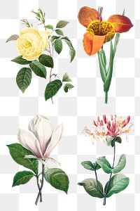 Floral png illustration set, remixed from artworks by Pierre-Joseph Redout&eacute;