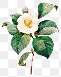 White Japanese camellia flower png botanical illustration, remixed from artworks by Pierre-Joseph Redout&eacute;