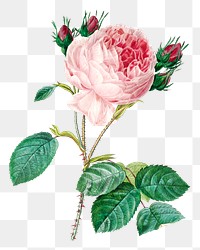 Cabbage rose flower png botanical illustration, remixed from artworks by Pierre-Joseph Redout&eacute;