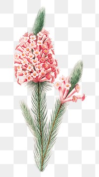 Heather flower png botanical illustration, remixed from artworks by Pierre-Joseph Redout&eacute;