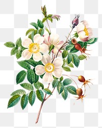 White rose of york flower png botanical illustration, remixed from artworks by Pierre-Joseph Redout&eacute;