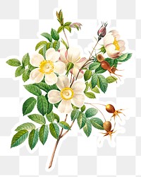 White rose of york flower sticker overlay design element