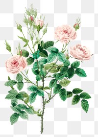 Rosier pompon flower png botanical illustration, remixed from artworks by Pierre-Joseph Redout&eacute;