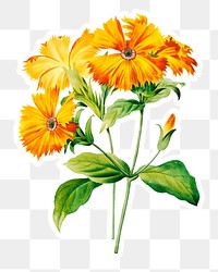 Orange lychnis flower sticker overlay design element  